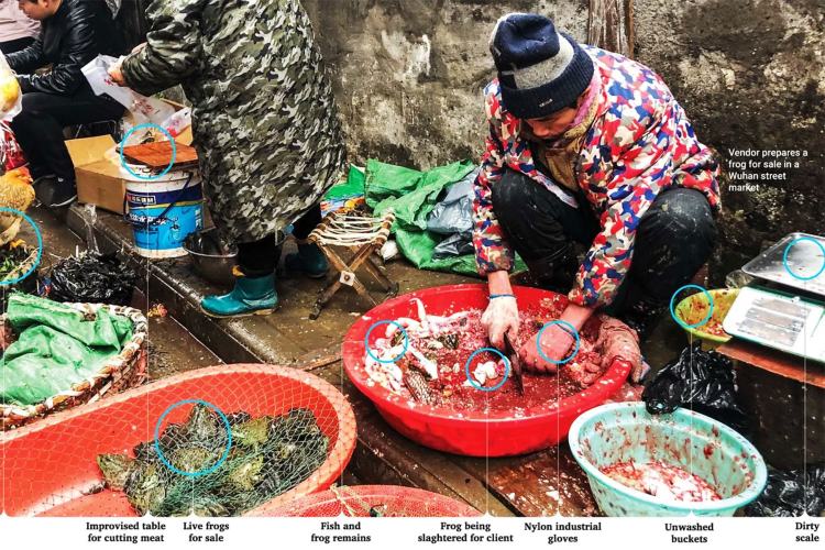 Wild animal market
