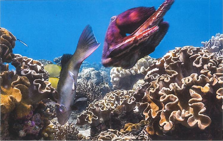 Blue Planet II