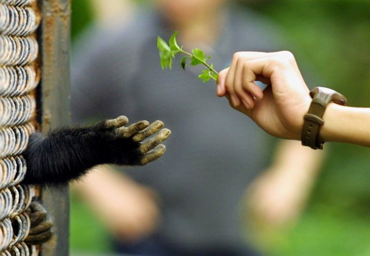 Feeding.