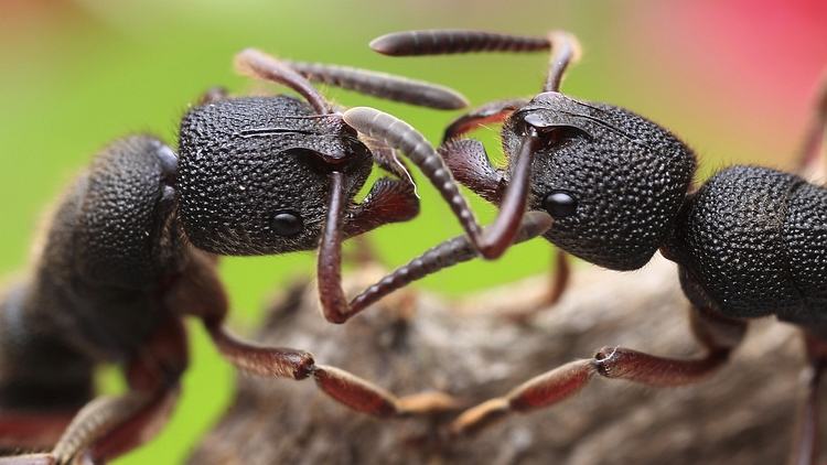 Ants