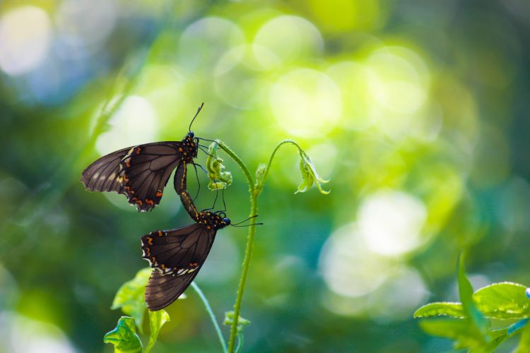 butterflies