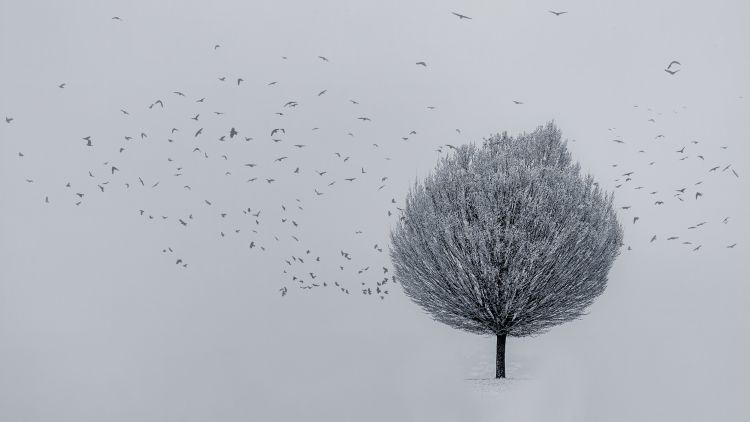 tree