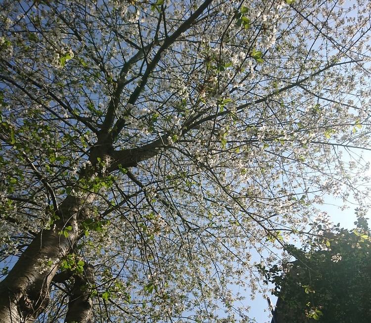 Cherry tree