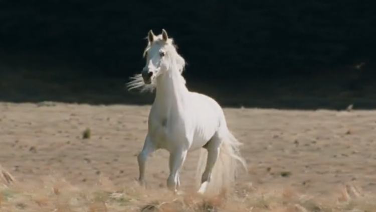Shadowfax