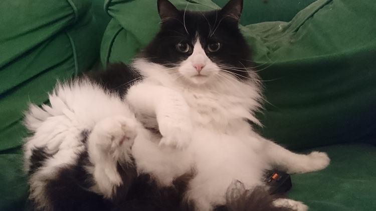 Jess