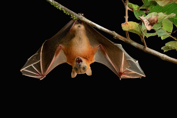 A Bat