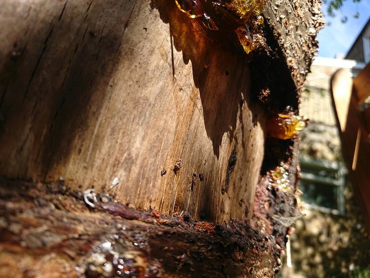 Ants in the sun