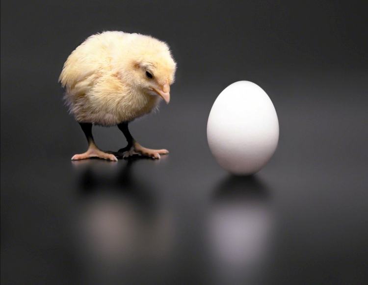 Chicken and egg