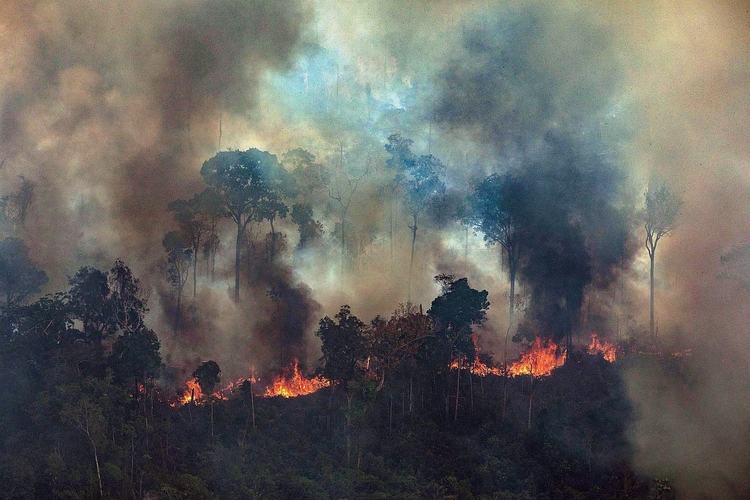 Amazonian forest