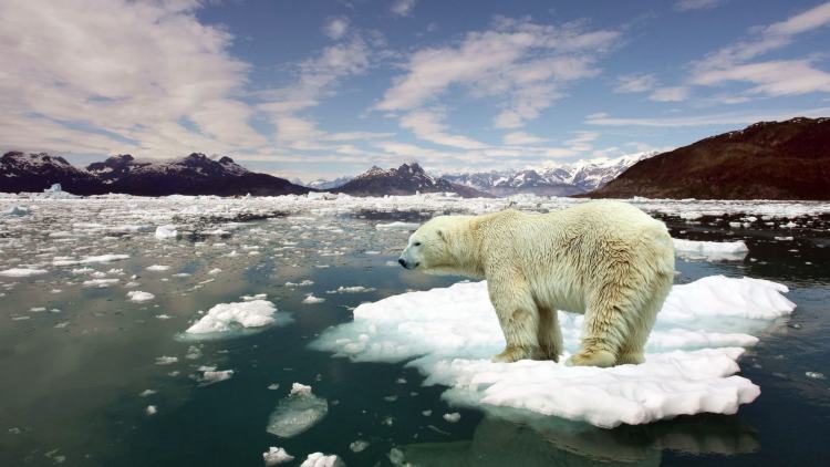 Global warming affecting polar bears