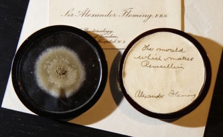 Mould spores as grown by Alexander Fleming
