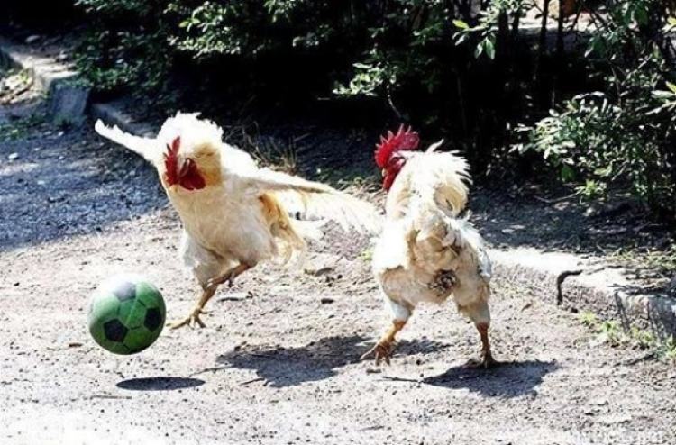 Two roosters with a ball