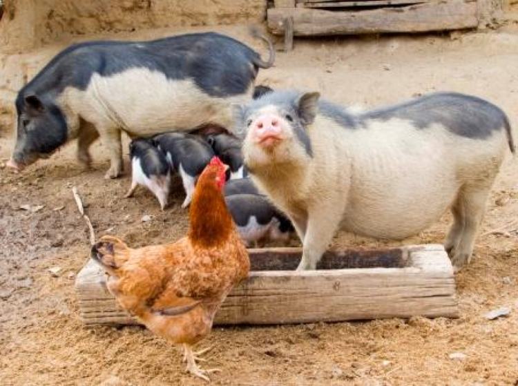 Pig and chicken