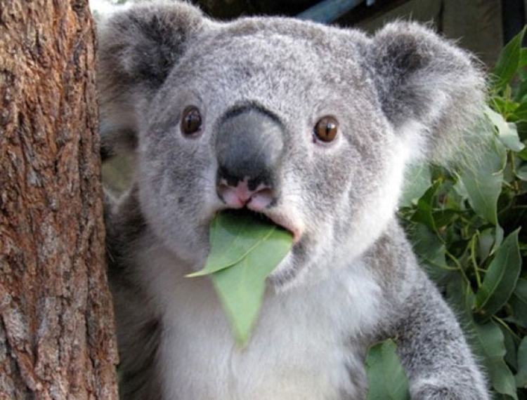 A surprised koala
