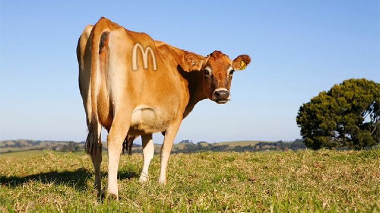 A branded cow